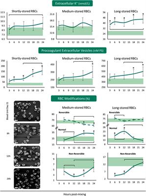 Early and Late-Phase 24 h Responses of Stored Red Blood Cells to Recipient-Mimicking Conditions